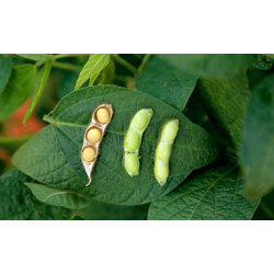 Exportações do agronegócio foram de US$ 13,48 bilhões em novembro